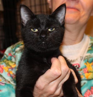 Gemma is a 4-month-old female black DSH.
F21F