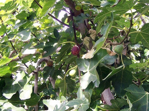 Young figs can be susceptible to severe cold damage when grown in pots without a protective mulch.