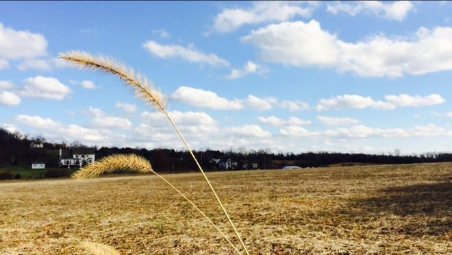 Wheat rustles in the wind along Kitner Road in Durham Township. Photo by Jim McGinnis