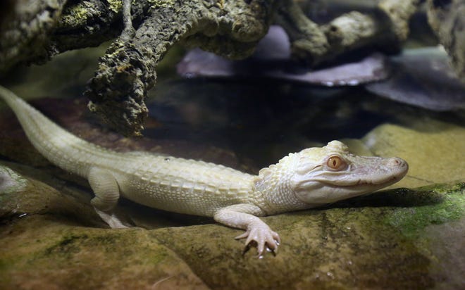 An 18-month old albino alligator is presented at the Tropical aquarium in Paris, Thursday Feb. 13. 2014, after travelling thousands of miles from a fish farm in Florida. To see a picture of the baby white alligators on display in St. Augustine, visit the St. Augustine Record's website .