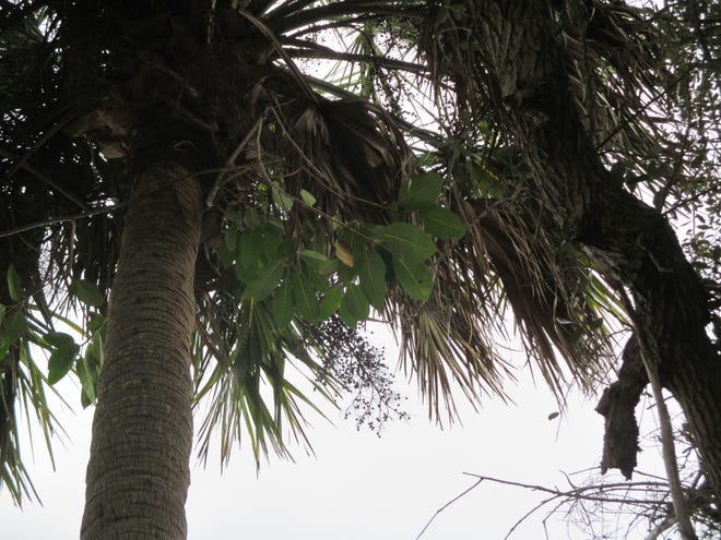 Avocado saplings have sprouted high in these New Smyrna Beach palm trees. The owners suspects seeds she's planted over the years were carried there by squirrels.
