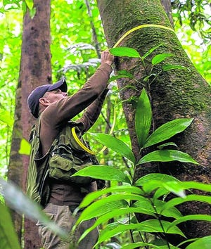 Bernal Paniagua Guerrero measures a tree trunk in a research project at La 
Selva Biological Station near La Virgen, Costa Rica. The return of 
new-growth tropical forests is a sign of the push to halt and eventually 
reverse deforestation.NYT PHOTO / ADRIANA ZEHBRAUSKAS