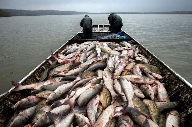 Commercial fishermen haul a load of primarily Asian carp on the Illinois River in 2009. File/GateHouse Media Illinois