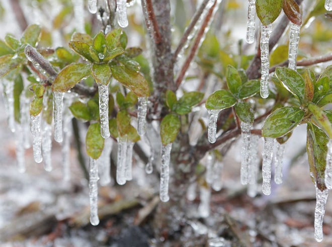 Icicles adorn a shrub on Jan. 29, 2014, in Panama City.