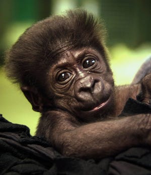 In this Sept. 21, 2014, file photo provided by the Oklahoma City Zoo, Kamina, a Western Lowland gorilla who was born Aug. 16 at the zoo, is pictured at the zoo in Oklahoma City. Kamina was rejected by her mother and was moved to the Cincinnati Zoo. She will eventually be relocated to the Columbus Zoo.
