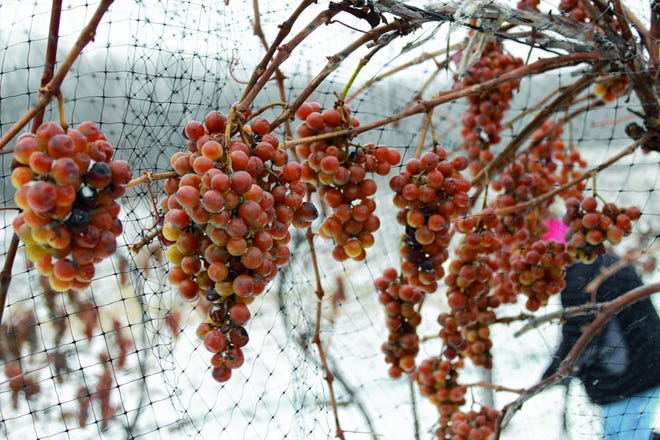 Grapes freezing on the vine are harvested during frosty days, and winemakers use them for ice wine. Photo by Andy Colwell/Erie Times-News