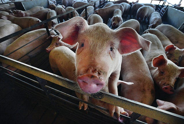 A curious pig looks at visitors to the barn on one of the Silky Pork farms in Duplin County. (Chuck Liddy/News & Observer/TNS)