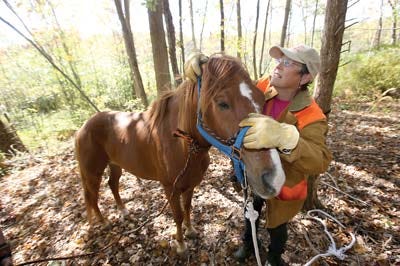 Photo by Daniel Freel/New Jersey Herald Carolyn Moran, of Greeenwood Lake, N.Y., puts a harness over her horse Travieso after being reunited with him in Kittatinny Valley State Park Wednesday.