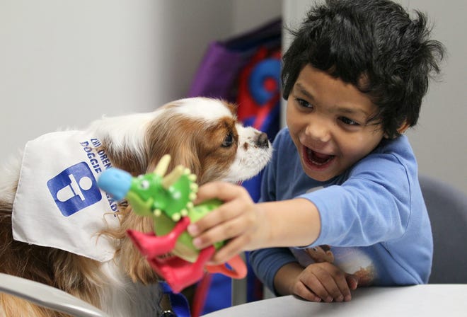 Angel Bowling, 5, roars like a dinosaur as he plays with Izzie, a Cavalier King Charles Spaniel, during Angel's speech therapy at Akron Children's Hospital in Akron, Ohio. Izzie is one of the facility's four-legged Doggie Brigade volunteers. (Mike Cardew/Akron Beacon Journal/TNS)