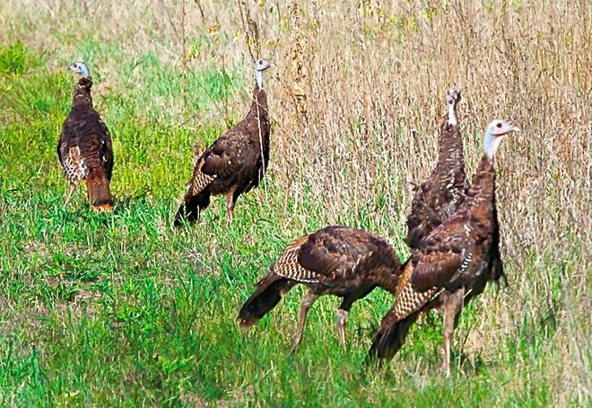 N.Y. DEC will embark on a statewide effort to capture wild turkey hens and fit them with leg bands to obtain accurate data on survival and harvest. A small number of these birds will also be tagged with satellite radio-transmitters. All of the work will be done by DEC personnel on both public and private lands from January through March.