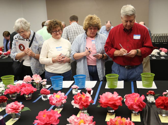 Judges rate the blooms at the annual Camellia Show put on by the Gainesville Camellia Society at Kanapaha Botanical Gardens in Gainesville Jan. 3, 2015.