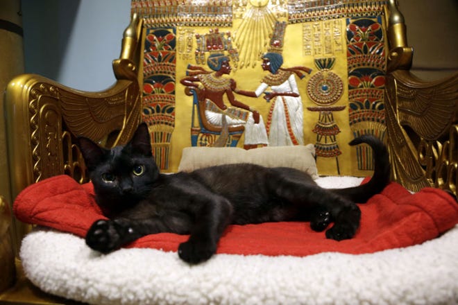 A cat rests on the throne bed in the King Tut-themed cat playroom Dec. 18 at the Oregon Humane Society in Portland. Modern-day cats have not yet become associated with deities as they were in ancient Egypt, but the Internet has gotten them a little closer.