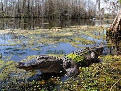 An alligator basks in the sun along the shore of Greenfield Lake during spring. North Carolina is the northern extent of their range, and inside state lines they tend to reside within 20 miles of the coast.
