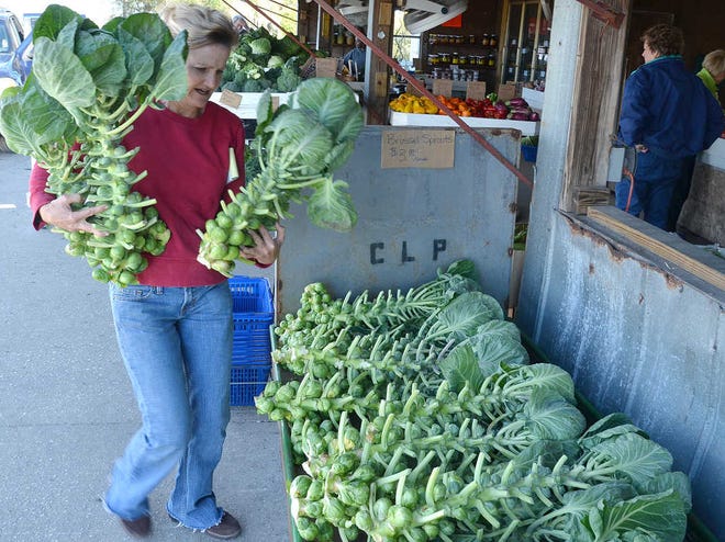 PETER.WILLOTT@STAUGUSTINE.COM County Line Produce owner Kelly Bland carries freshly cut stalks of Brussel sprouts out to a display in front of her Hastings store on Wednesday, January 7, 2015. According Bland the forecasted freezing temperatures this week will only help the flavor of winter vegetables like the sprouts, beets and carrots.