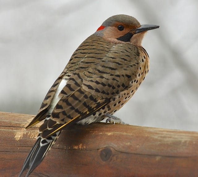 A northern flicker rests on a fence rail near a timber area in Story County. Although most flickers migrate during winter, a few can still be found in Iowa year around. Unlike other woodpeckers, their main summer food source is ants on the ground. In the winter, they are regular visitors to sunflower feeders as well as suet feeders. Red-bellied woodpeckers are often misidentified as northern flickers. Camera: Nikon D90; lens: Nikkor 70-200mm f/2.8 exposed at f/4.8, 1/320th sec., ISO 400. Contact Ed Rood at epic@iowatelecom.net .