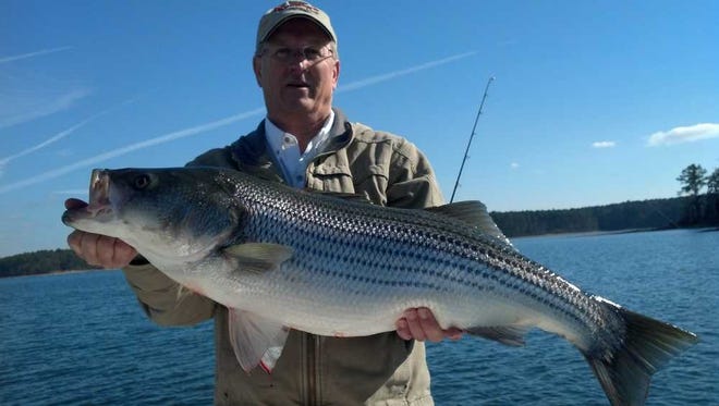Kenneth Brooks, of Appling, Ga., shows off the 27-pound striper he caught near the dam in Thurmond Lake on a recent trip. Brooks had his new boat rigged for striper fishing by Capt. Ed Lepley of Fish On Seminars. The fish struck a live herring towed behind a planer board.