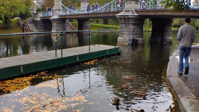 Mallard ducks cruise the lake near the bridge, built in 1867, in Boston Public Garden. Photo by Cheryl Blackerby