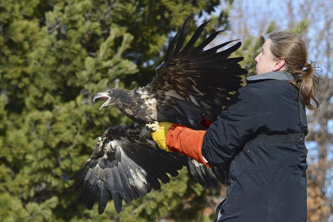 Dawn Keller, director of Flint Creek Wildlife Rehabilitation in Barrington, protects herself from the claws and wings as she releases Sam, a once-injured bald eagle, back into the wild Thursday, Jan. 1, 2015, on the shores of the Mississippi River near Rock Island. Steve Patterson, a nature photographer credited with saving the bird, faces misdemeanor charges of interfering with wildlife.