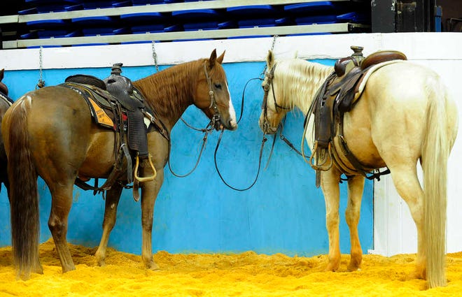 Horses stand in a staging area near the main floor of the James Brown Auditorium, during the week of the Augusta Futurity competitions in Augusta.