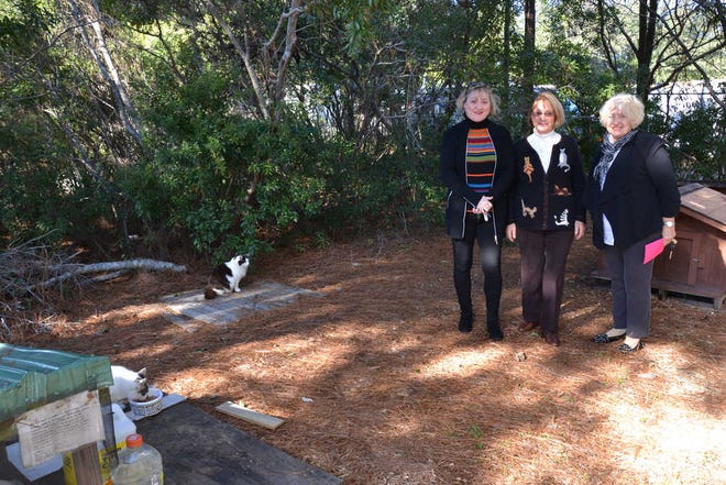DeeAnna Wilkerson/Sun Today Janice Bly, a resident of Hampton Hall, and Sun City residents Sherry Mende and Gisela McElfresh are members of the Sun City group Cat Colony Guardians, who feed and care for about 35 feral cats in eight established colonies in Sun City and Bluffton.