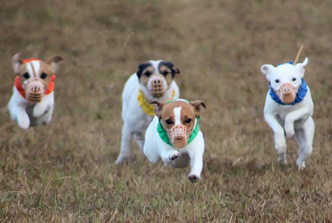 Dogs compete at the Sunshine State Jack Russell Terrier Trials on Saturday, Jan. 17, 2015 in Ocala, Fla. Dogs raced down a track and jumped over hurdles as attendees cheered them on.