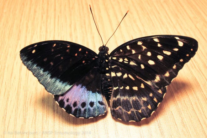 Female on the right, male on the left: A rare specimen of the Malaysian butterfly Lexias pardalis turnd up in the collection of the Academy of Natural Sciences of Drexel University in Philadelphia.