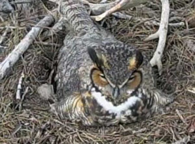 A mother owl sits on her eggs in this video still taken from the The Landings Bird Cam. Photo courtesy of www.landingsbirdcam.org
