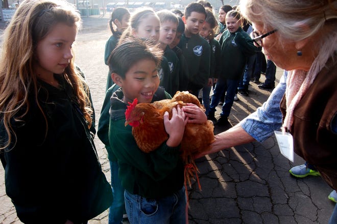 Presentation Parish School's Justin Maglasang, 8, holds on to a Rhode Island Red rooster during a visit with Judy Scheppmann, right, at the AgVenture event held at San Joaquin County Fairground.  CALIXTRO ROMIAS/THE RECORD