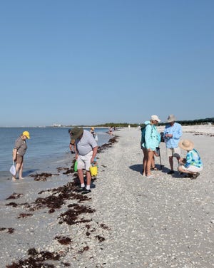 While some shellers hunt through the beach detritus, others ask Pam Rambo for help identifying their shells.        Shells pictured, above from left, are Florida fighting conchs, alphabet cones and a horseshoe crab.