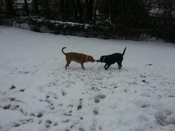 Dogs playing in Saturday morning snow.