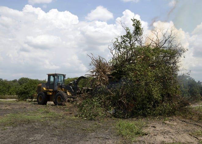 Owners of a citrus grove in Lake Wales, Fla., burn trees affected by a disease spread by the Asian citrus psyllid. Industry experts say the United States' plentiful supply of orange juice is in danger unless the pest can be controlled.