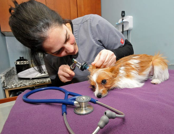 Dr. Lisa Aumiller examines Little One Booker at the HousePaws Mobile Veterinary Service in Mount Laurel. She was a leading contender in the America's Favorite Veterinarian contest, which was canceled due to cyberbullying.