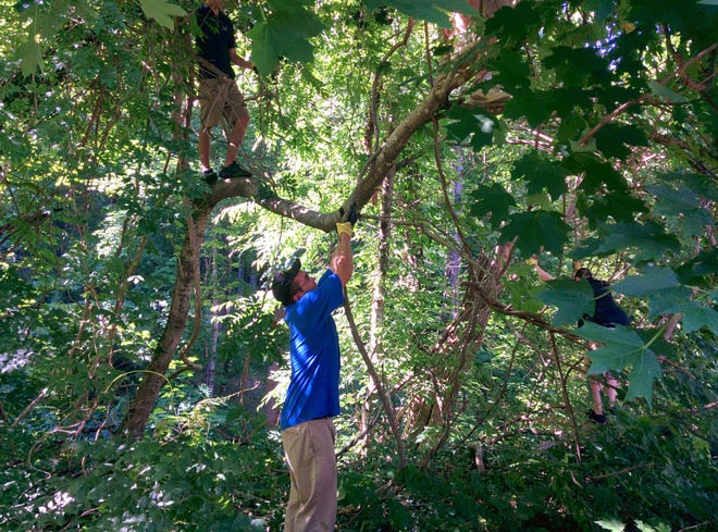 Mike Knoerr's students at Lake Lure Classical Academy remove invasive Oriental bittersweet vines at Pool Creek.