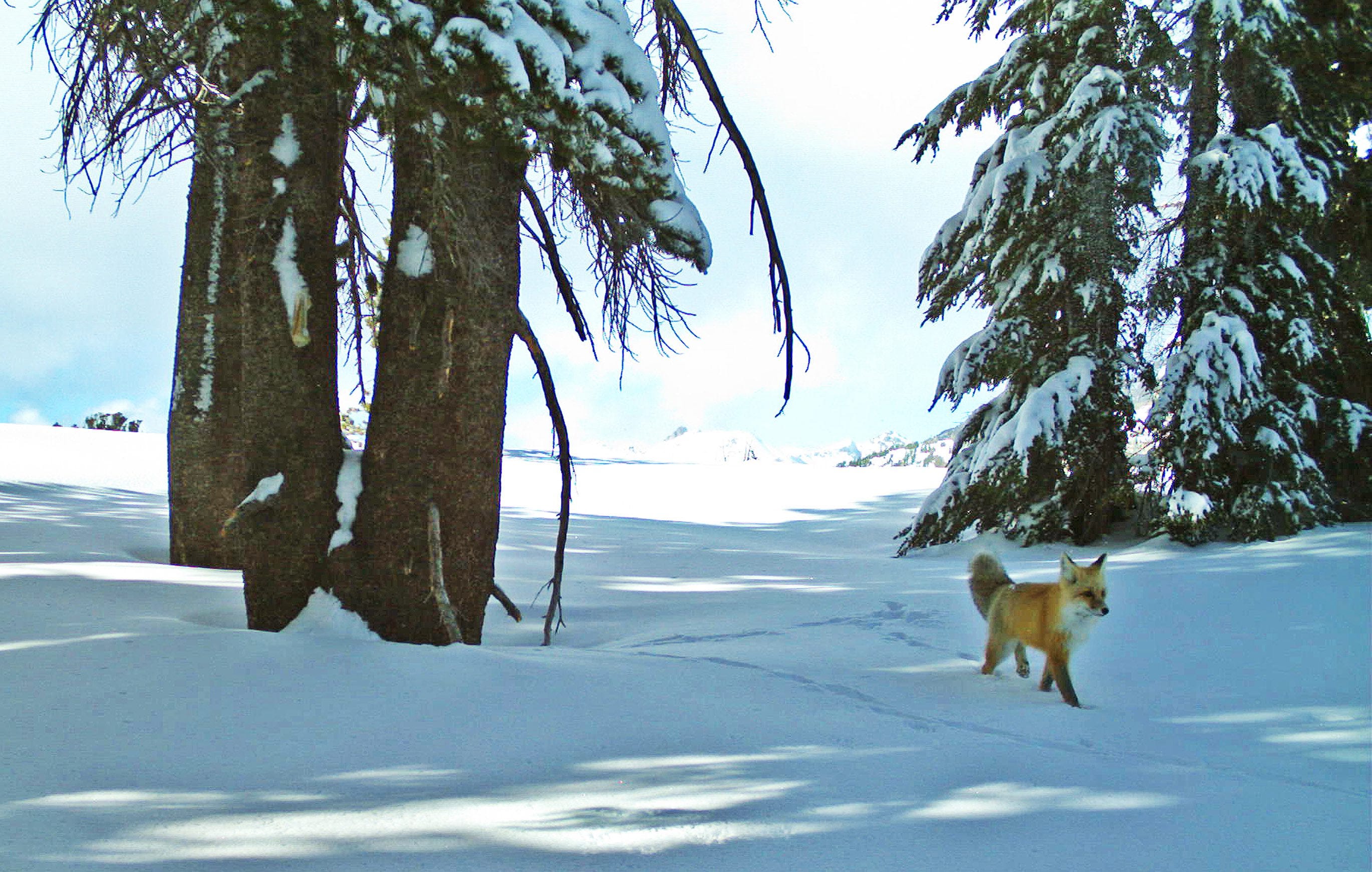 Rare fox thrills biologists at Yosemite