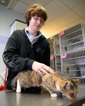 Connor Civatte, 14, a ninth-grader at Arendell Parrott Academy, works with Vegas, a cat that he is sponsoring to be adopted. Civatte has helped in the rescue of several cats from the Lenoir County SPCA over the past several months.