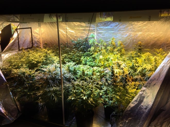 On Tuesday of last week, police raided 31 Courtland St. where Middleborough Police Chief Joseph Perkins says resident Joshua Beard lived on third floor while also renting the first floor to house this sophisticated marijuana growing operation. Submitted photo