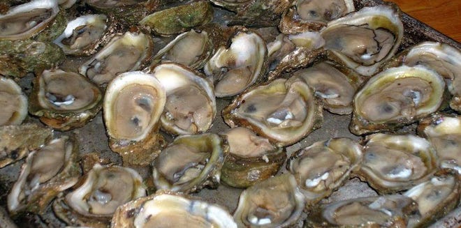 Shuckums will be shucking 65 bags of oysters during Saturday’s Oyster Bash at the Dive Lab.