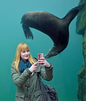 AP10ThingsToSee - A woman takes a selfie with a seal in a water tunnel at the zoo in Gelsenkirchen, Germany on Monday, Jan. 26, 2015. (AP Photo/Martin Meissner)