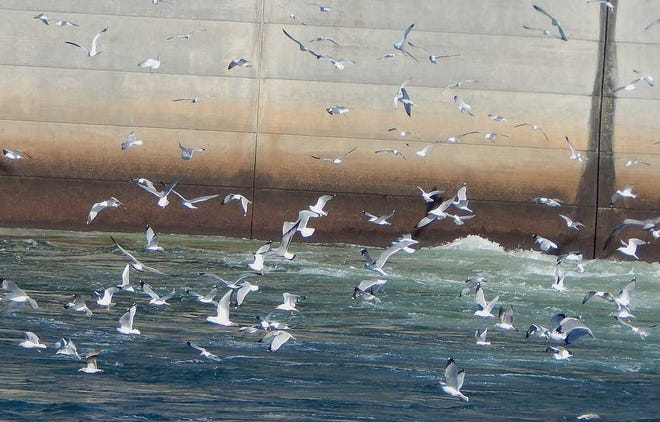 Seagulls congregate below Thurmond Dam to feed on threadfin shad that become incapacitated by colder water temperatures and are swept through the dam's turbines and killed. Winter die-offs of threadfin shad are common.