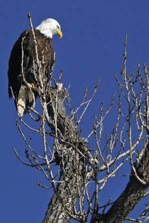 John Lovretta/The Hawk Eye A bald eagle is perched in a tree earlier this week along the Mississippi riverfront in Burlington.