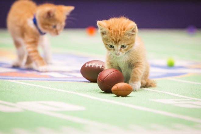 "Kitten Bowl II" brings back a ratings winner to Hallmark Channel starting at noon today. The three-hour, pre-Super Bowl show involves a competition between 90 kittens and champions adoption programs. MARC LEMOINE/HALLMARK CHANNEL