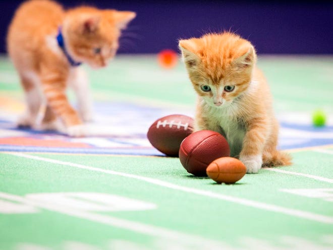 This photo provided by Crown Media Family Networks shows kittens playing football in a scene from the Hallmark Channel's "Kitten Bowl II," airing on Sunday, Feb. 1, 2015, 12 p.m. ET/PT, 11 CT. (AP Photo/Crown Media Family Networks, Menachem Adelman)