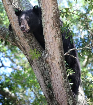 FILE - On this May 6, 2014 file photo, a black bear perches on a tree in Panama City, Fla. With Florida's black bears rebounding from near extinction, clashes with humans are on the rise, and the state is considering a limited hunting season as part of the solution. (AP Photo/News Herald, Andrew Wardlow, File)