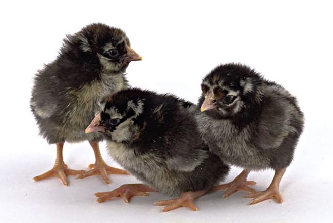 Beginning mid-February, Midwest Feed and Farm will begin selling chicks.