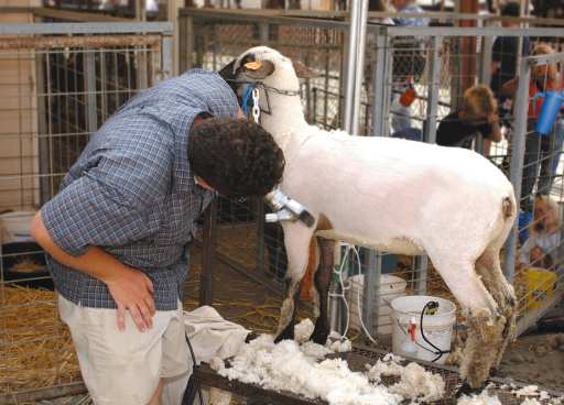 The South Central District Livestock Show competition is being held Feb. 5-7 at Lamar-Dixon.