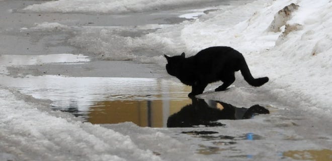 BUZZARDS BAY-- 02/05/15-A black cat pauses to check its reflection in a puddle along Main Street Buzzards Bay.