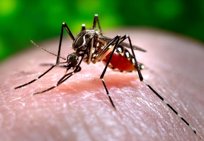 A female Aedes aegypti mosquito takes blood from a person in Atlanta. The 
Chikungunya virus is spread by mosquitoes such as this one.CDC 2006 PHOTO