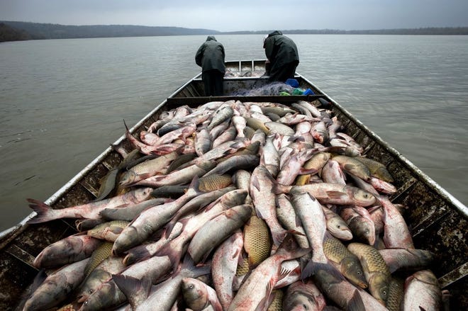 In this Journal Star file photo from February of 2009, commercial fishermen haul a load of primarily Asian carp on the Illinois River.