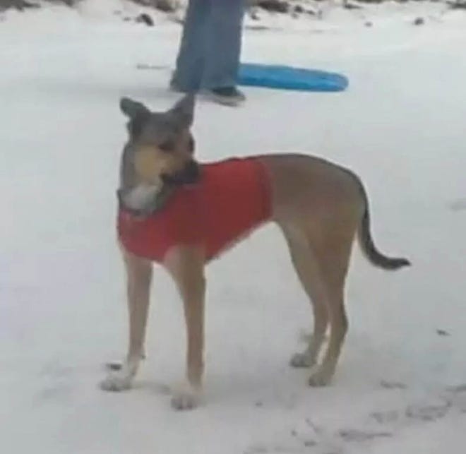 Honey, a dog that was set to be euthanized by county animal services, is now the property of New York-based animal advocacy group The Lexus Project. The organization filed a lawsuit against the county to save Honey after she was deemed possibly dangerous.