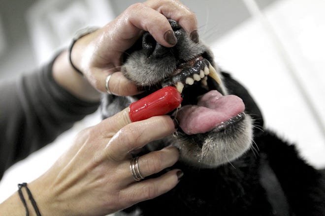 Brushing your dog's teeth will help keep him healthy.

MCT / Courtney Perry